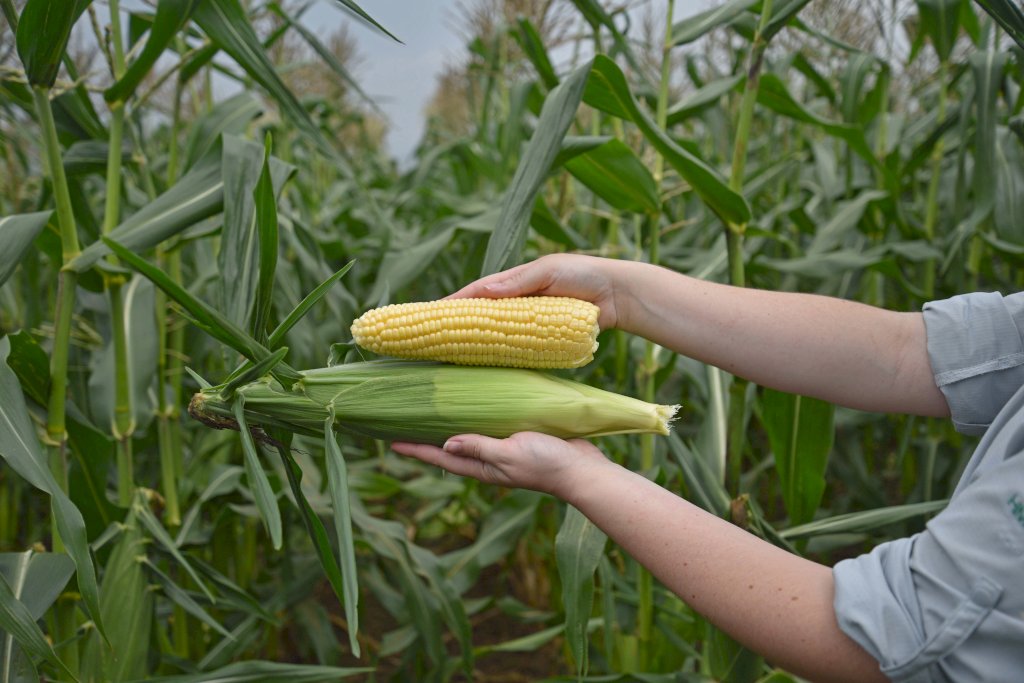 SUMMER CELEBRATION SH2