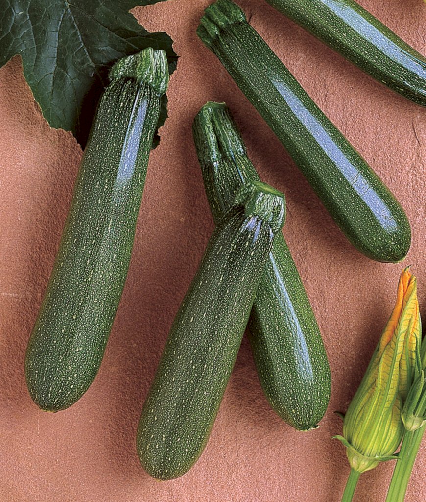 ZUCCHINI ELITE F1