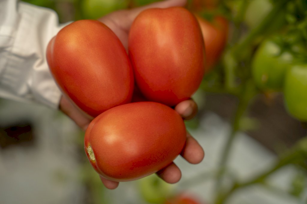 EL ROSILLO F1 (HMC610144)