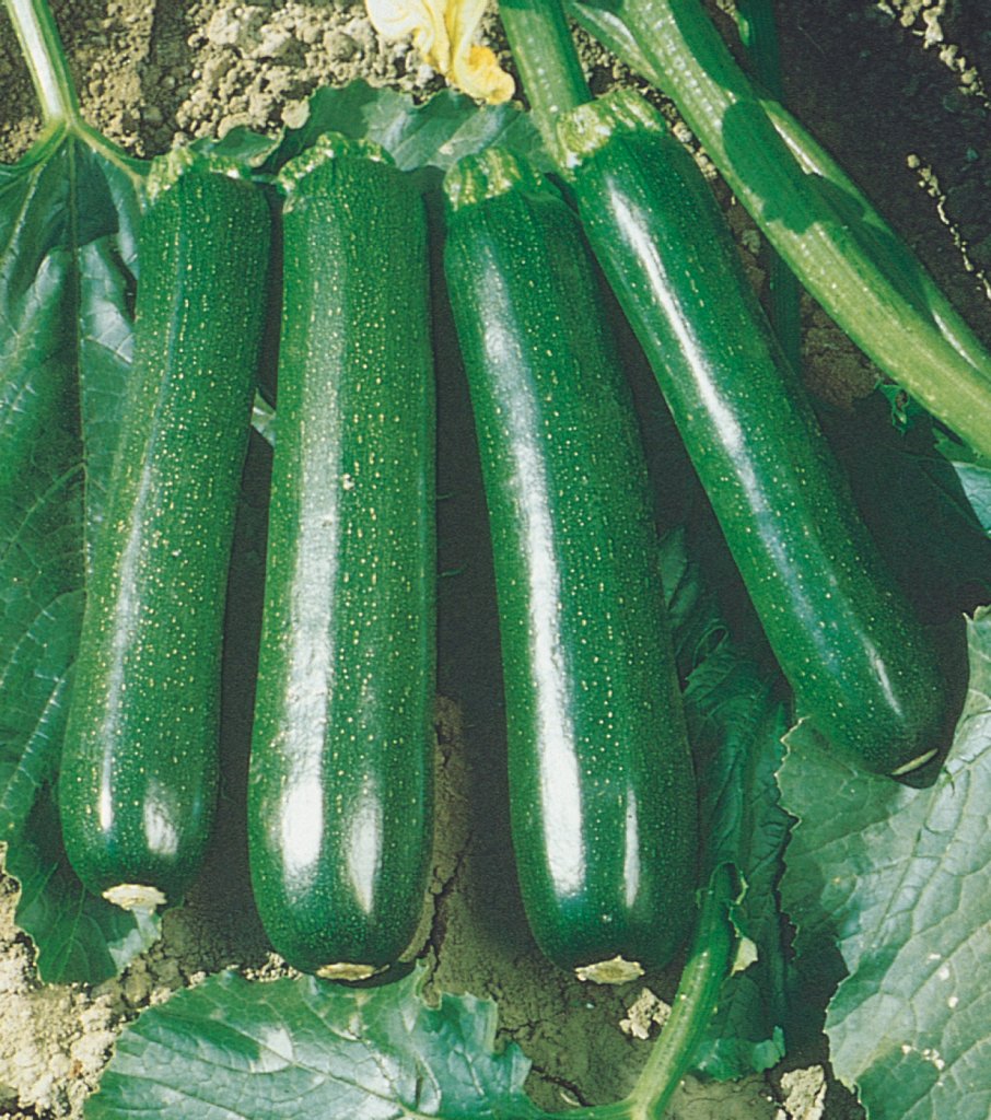 ZUCCHINI ELITE F1