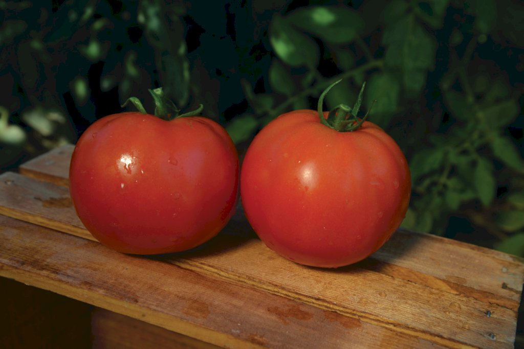 MOUNTAIN FRESH PLUS F1