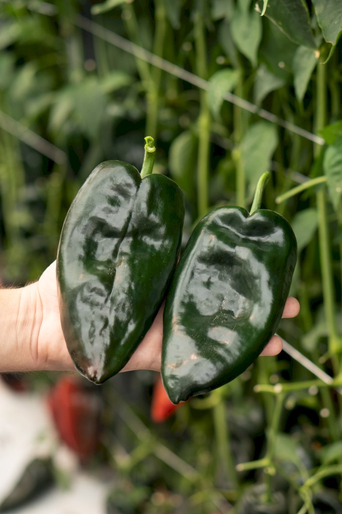 TECA F1 (HMX52A2015)