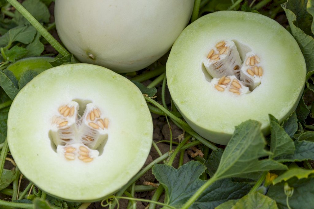 JADEITE F1 (HMC460066)