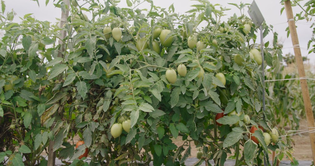 EL ROSILLO F1 (HMC610144)