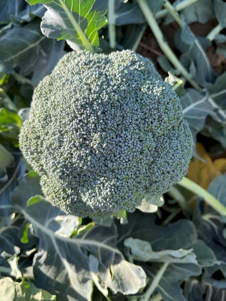 BELMONT F1 (HMC35204)