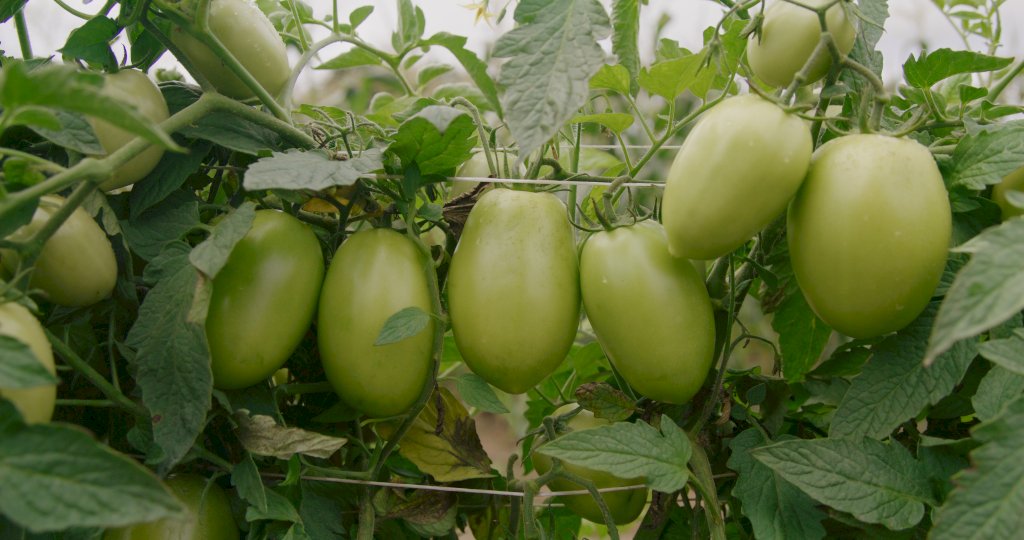 EL ROSILLO F1 (HMC610144)