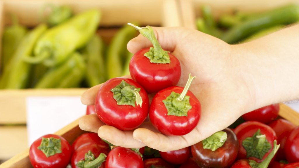 JASSPER F1 (22100140)