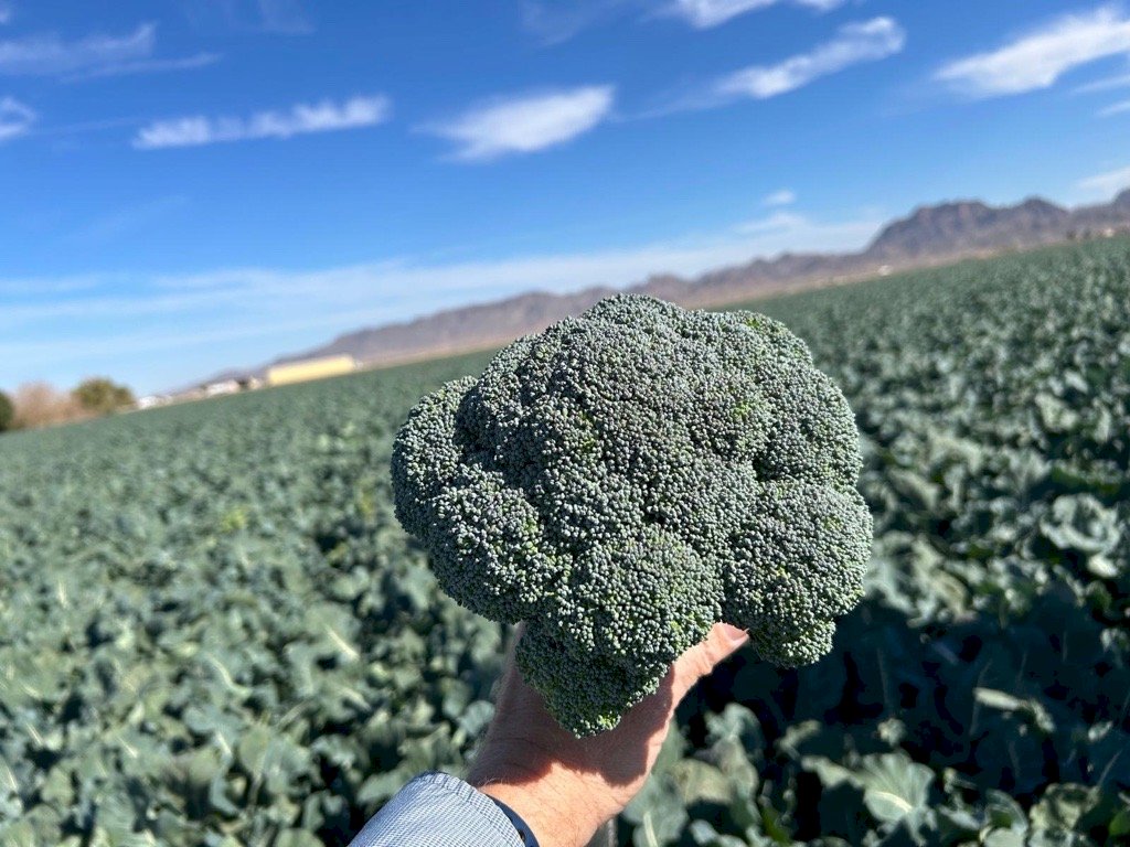 BELMONT F1 (HMC35204)