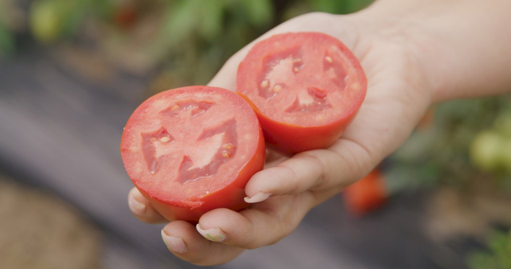 EL ROSILLO F1 (HMC610144)