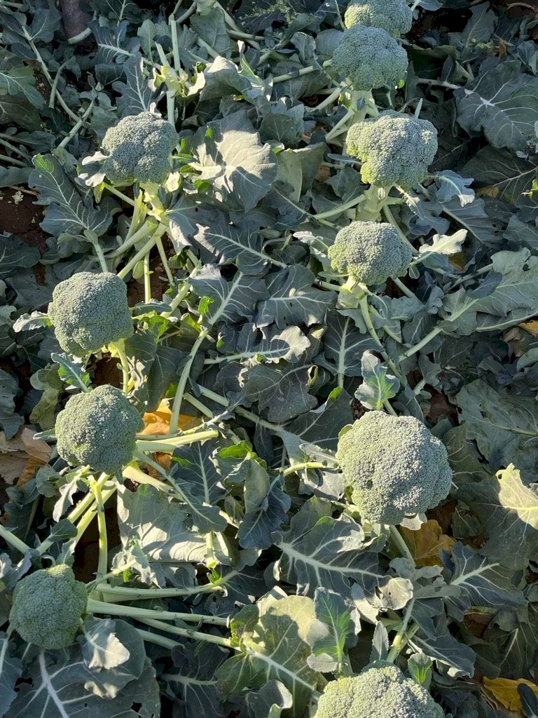 BELMONT F1 (HMC35204)