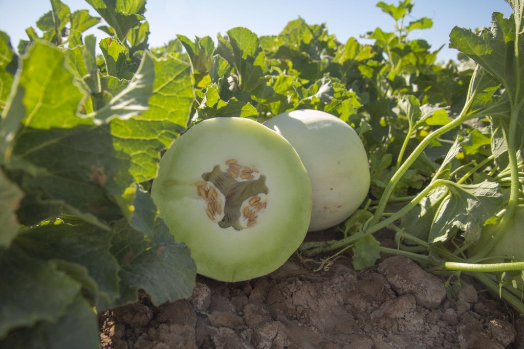 VERDITE F1 (HMC460056)