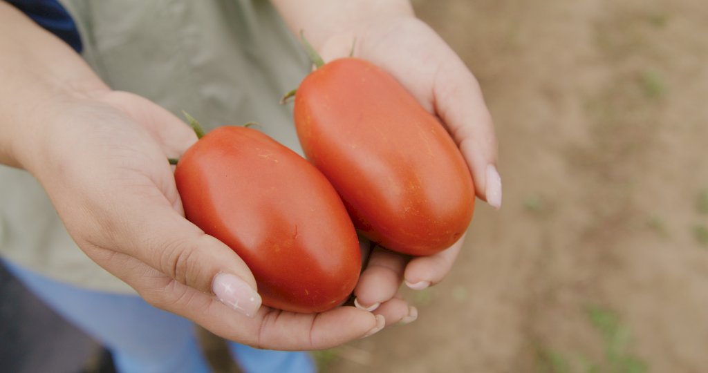 EL ROSILLO F1 (HMC610144)