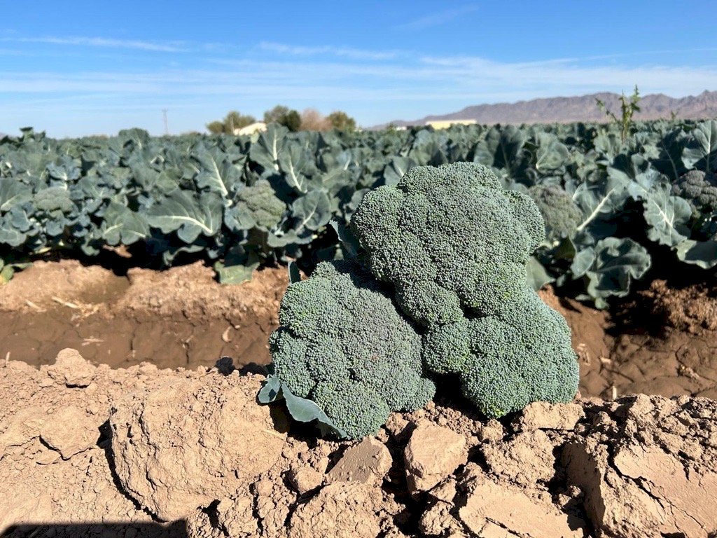 BELMONT F1 (HMC35204)