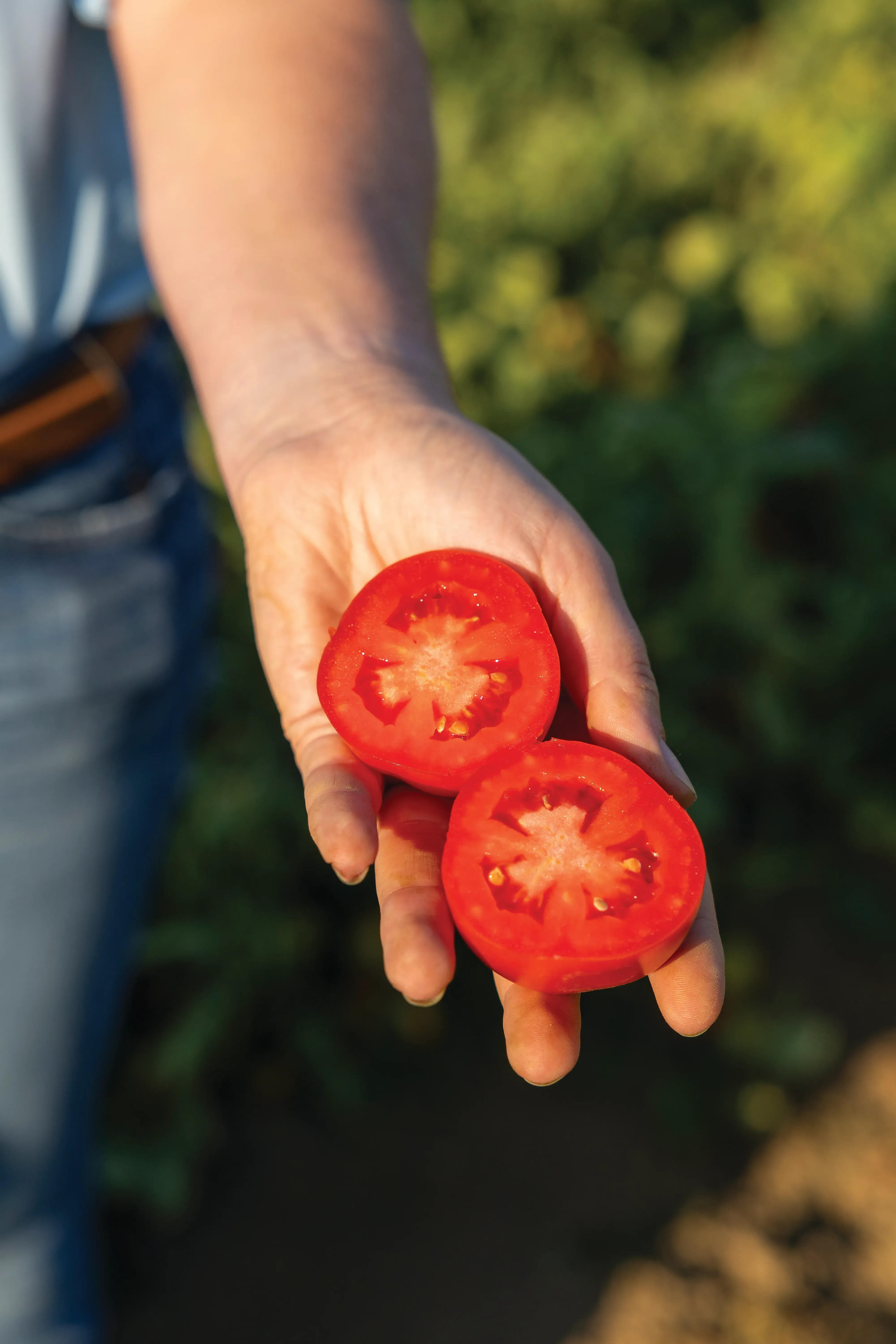 HM 0371 Processing Tomato
