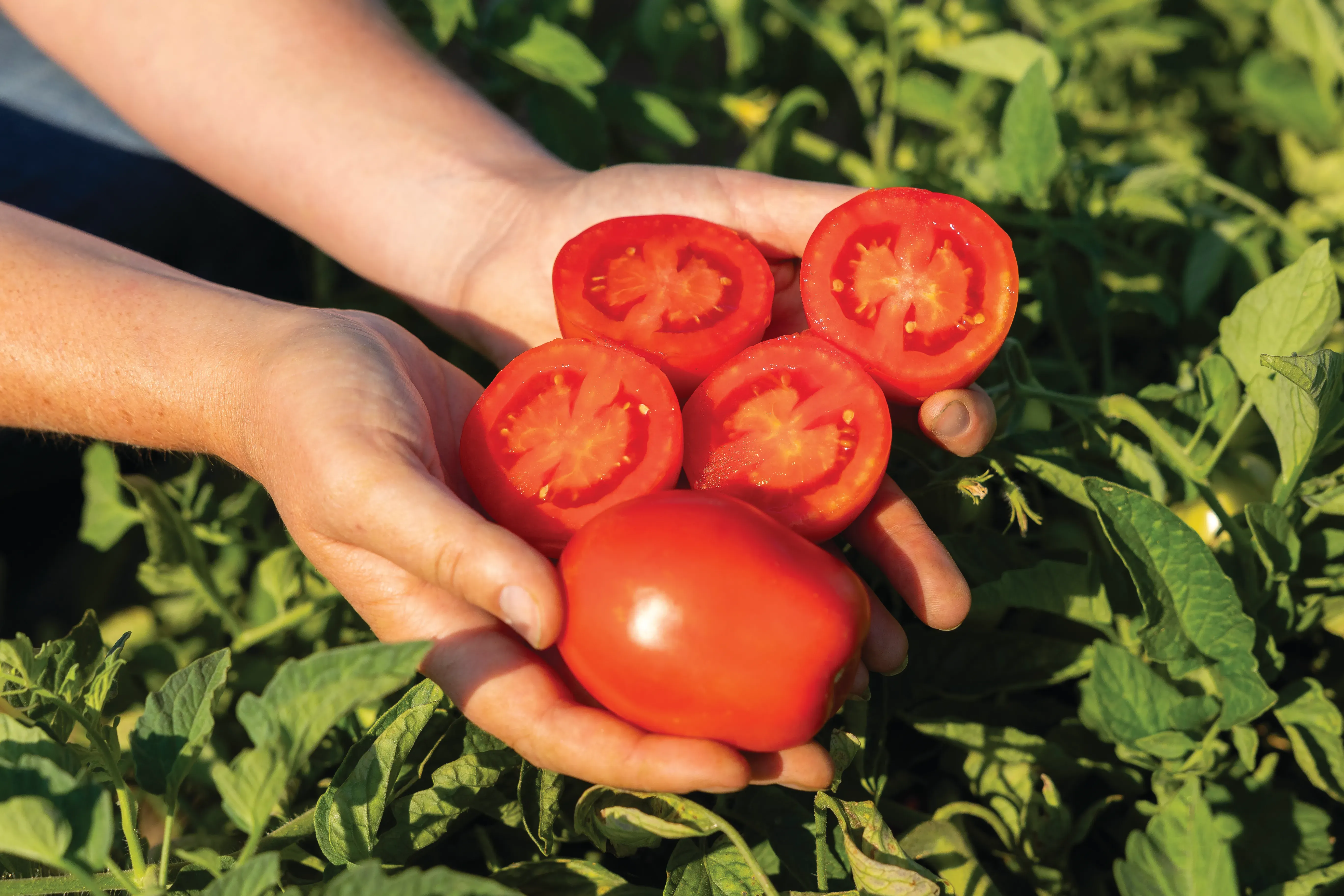 HM 0221 Processing Tomato