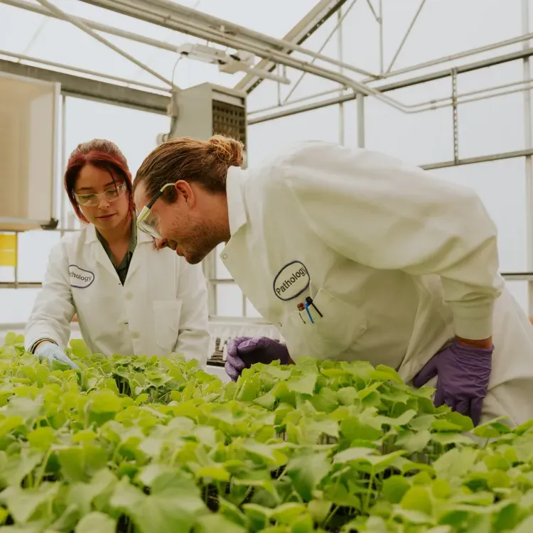 Two HM.CLAUSE Pathology Employees Interacting with Vegetable Seedlings in a Lab