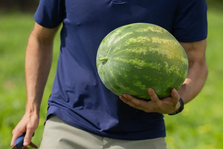 Watermelon in a man hand 
