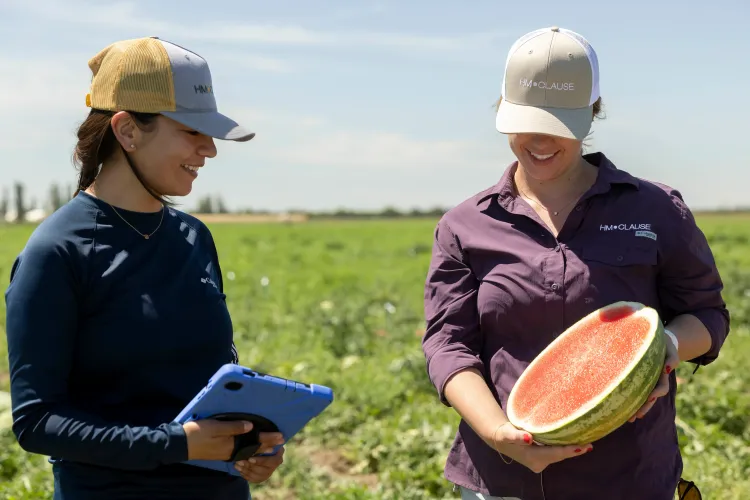 Two People in a Field with a Cut Open Watermelon and a Tablet Examining the Traits of the Watermelon