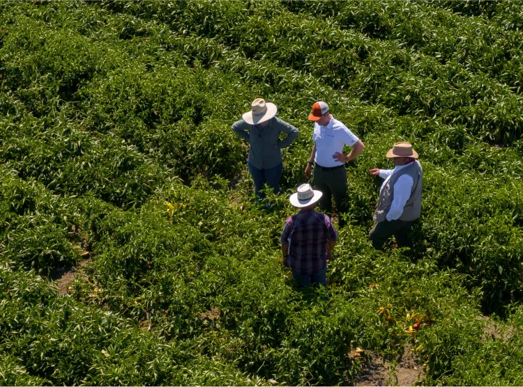 Group of four people talking in a field of hot peppers