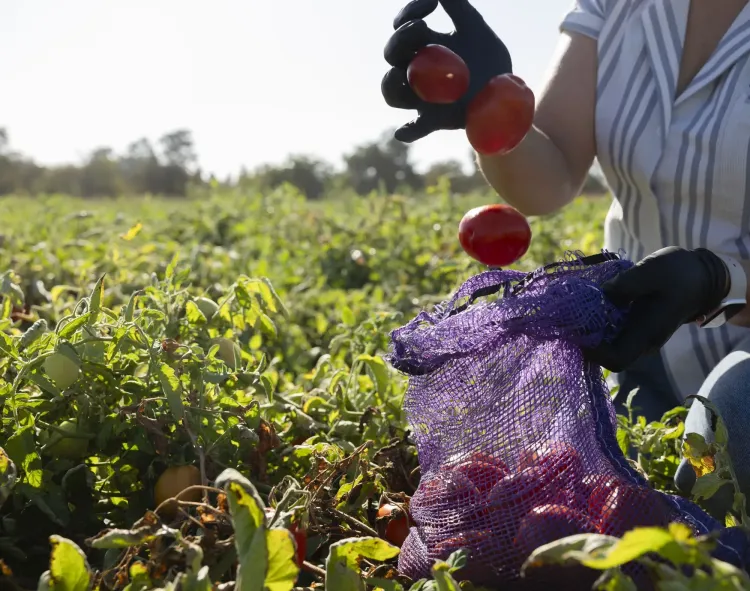 Bagging Processing Tomatoes