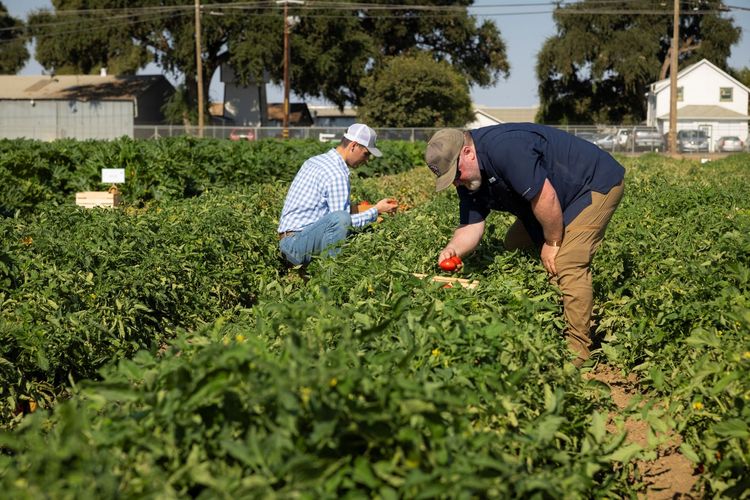 Fields of Processing Tomato