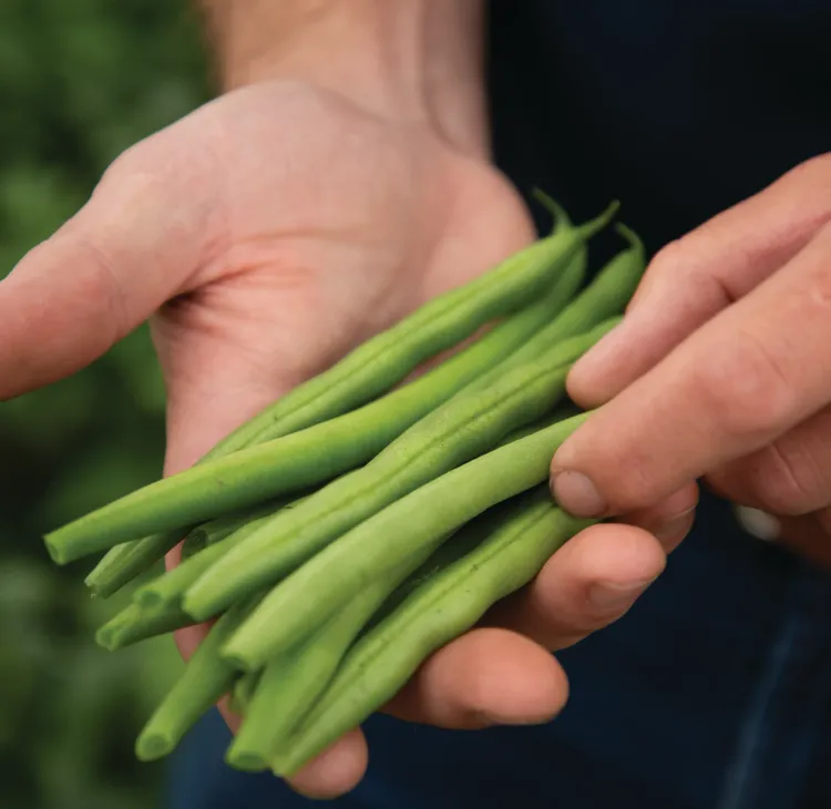Person holding harvested green beans