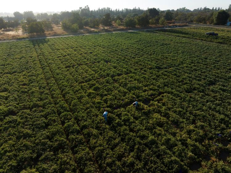 Overhead View of a Processing Tomato Trial
